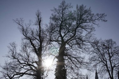 Ağaçlar ve karla kaplı kış manzarası 