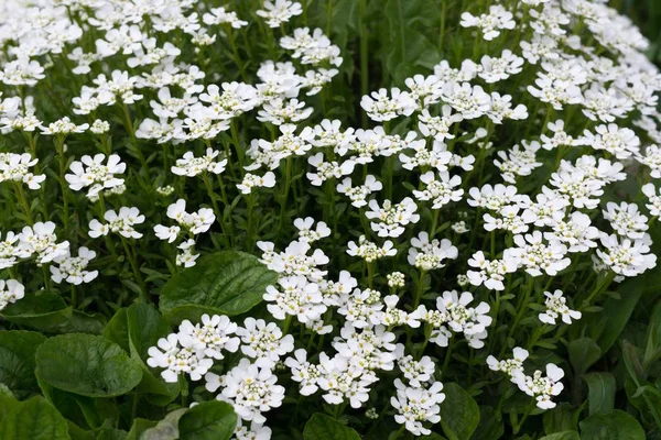 Flores Bonitas Close Tiro — Fotografia de Stock