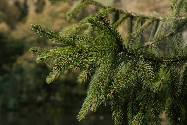 Fir Tree Branches Forest — Stock Photo, Image