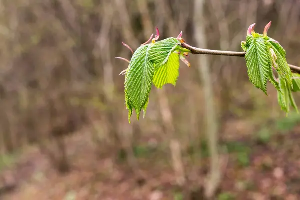 Zbliżenie Strzał Zielonych Liści Roślin — Zdjęcie stockowe