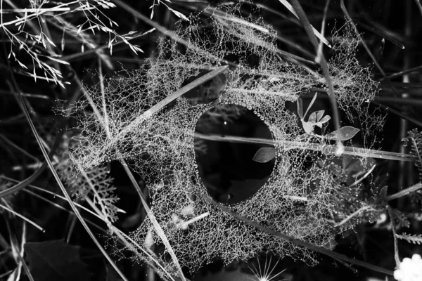 Belles Plantes Toile Araignée Noir Blanc — Photo