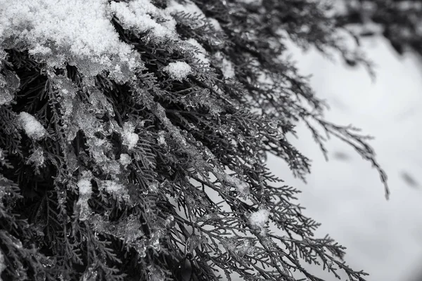 松の木の枝を雪で覆い — ストック写真