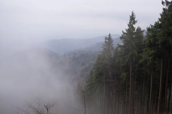 Φθινόπωρο Δέντρα Στο Δάσος Σλοβακία — Φωτογραφία Αρχείου