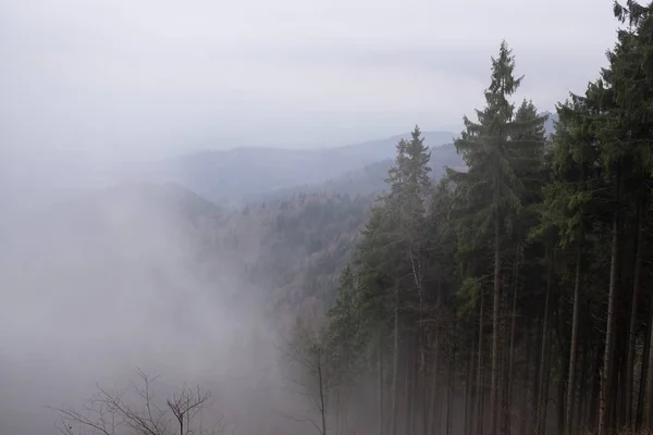 Árvores Outono Floresta Eslováquia — Fotografia de Stock