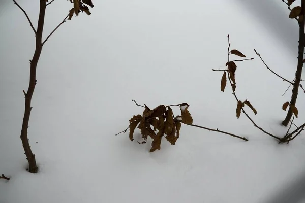 Winterwald Mit Schnee Hintergrund Nahaufnahme — Stockfoto