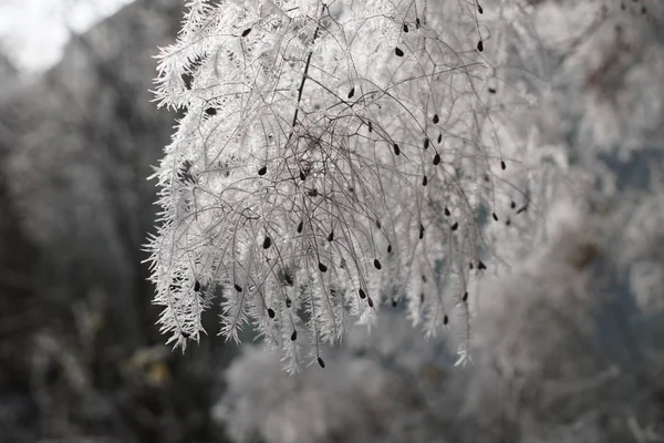 Зимние Деревья Лесу Словакия — стоковое фото