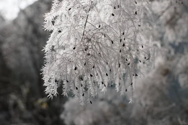 Árvores Inverno Floresta Eslováquia — Fotografia de Stock