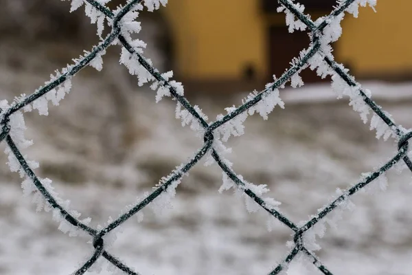 Közeli Hoz Egy Fagyasztott Kerítés Háttérben — Stock Fotó