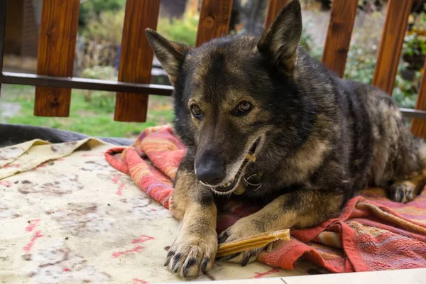 空港や航空博物館を守るドイツの羊飼いの犬 スロバキア — ストック写真