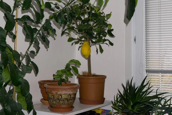 Növények Cserépben Otthon Háttérben — Stock Fotó