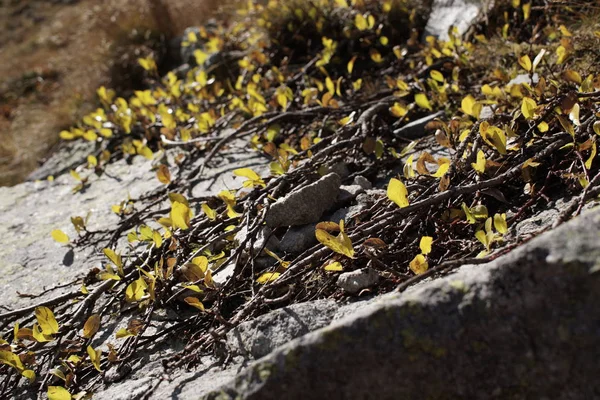 Hojas Otoño Suelo Sobre Fondo Naturaleza — Foto de Stock