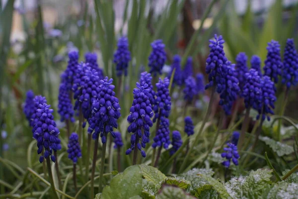 Flor Lavanda Jardim Close Tiro — Fotografia de Stock