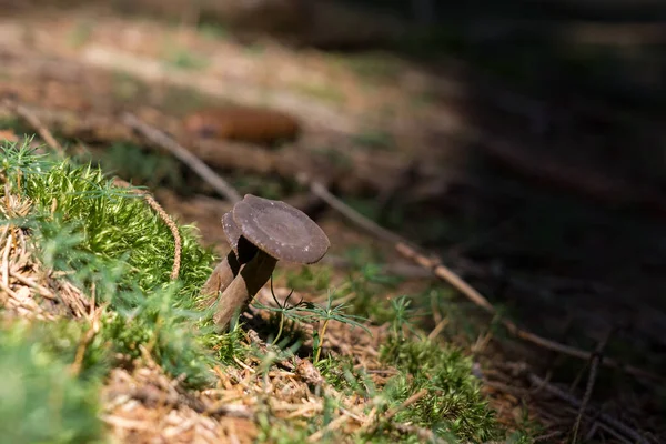 Mushroom Forest Background Meadow Slovakia — Stock Photo, Image