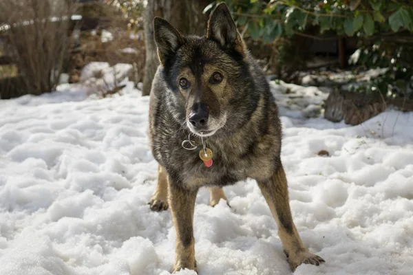 Hond Spelen Winter Tuin Close Schot — Stockfoto