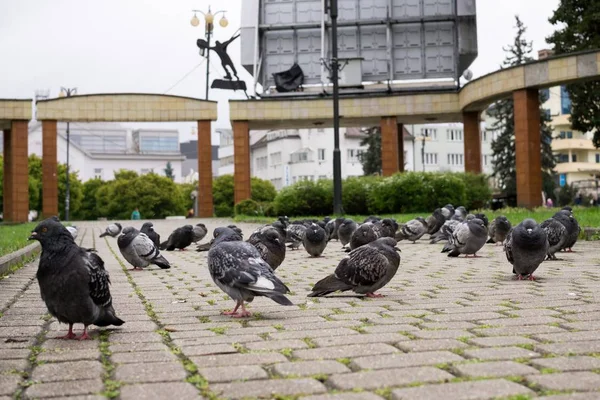 Pigeon Dans Parc Gros Plan — Photo