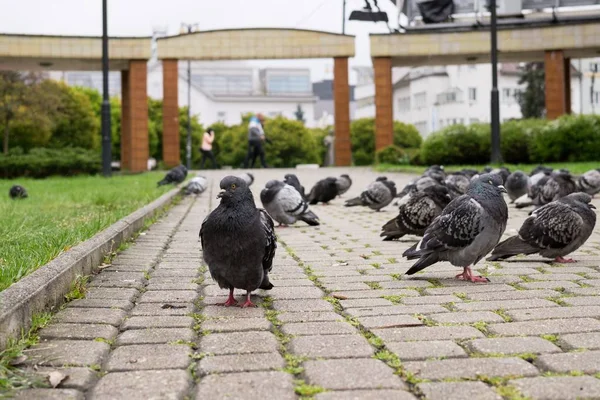Pigeon Dans Parc Gros Plan — Photo