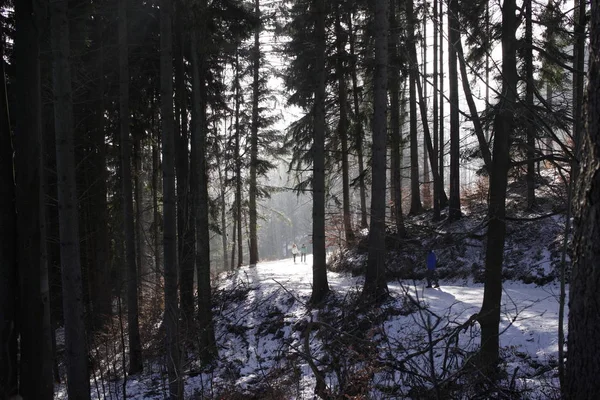 Árboles Invierno Bosque Eslovaquia —  Fotos de Stock