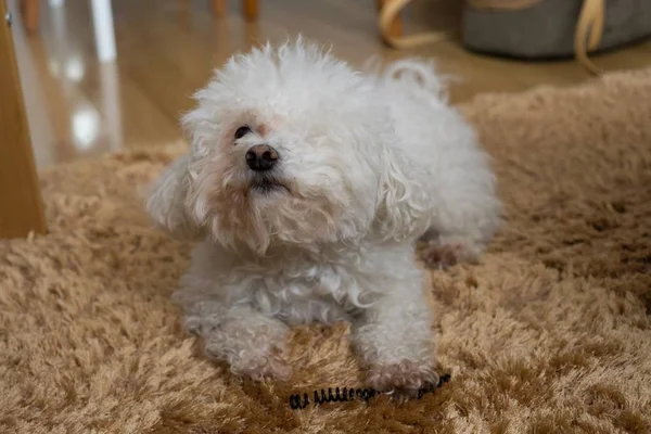 Evdeki Küçük Beyaz Köpeğin Portresi — Stok fotoğraf