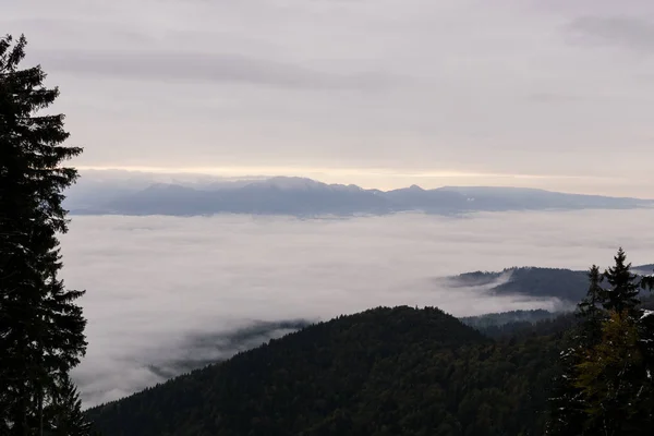 Bergige Landschaft Mit Niedrigen Wolken Und Kiefern — Stockfoto