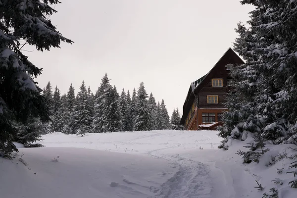 有松树和木屋的雪景 — 图库照片