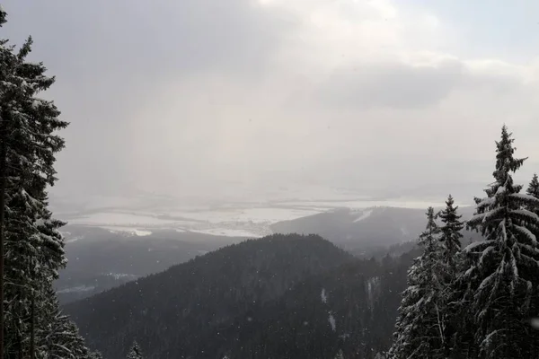 Γραφική Θέα Χιονισμένα Πεύκα Στους Λόφους — Φωτογραφία Αρχείου