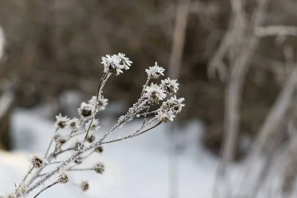 Plant Covered Ice Close Shot — Stockfoto