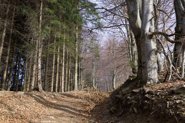 Día Tiro Bosque Eslovaquia — Foto de Stock