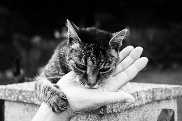 Liegende Katze Mit Menschlicher Hand Hof Aus Nächster Nähe Erschossen — Stockfoto