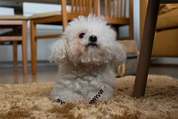 Retrato Perro Pequeño Blanco Casa — Foto de Stock