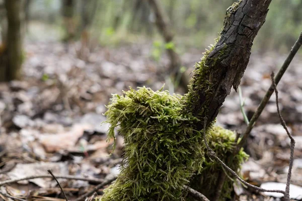 Árboles Otoño Bosque Eslovaquia —  Fotos de Stock