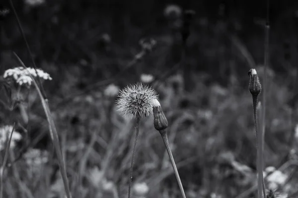 Piękne Rośliny Trawie Czarno Białe — Zdjęcie stockowe