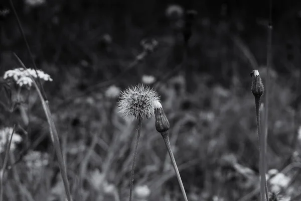 Belle Piante Nell Erba Bianco Nero — Foto Stock