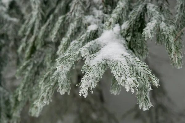 Jedle Sněhem Zimě — Stock fotografie