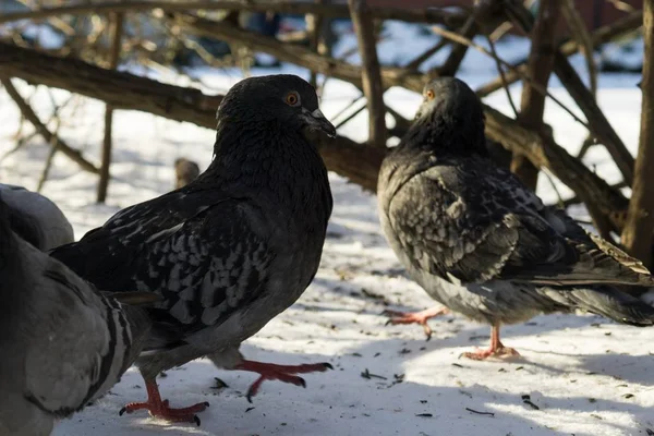 Karlı Arka Plandaki Kuşlar Slovakya Kapanıyor — Stok fotoğraf