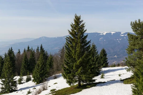 スロバキアの冬の木 — ストック写真
