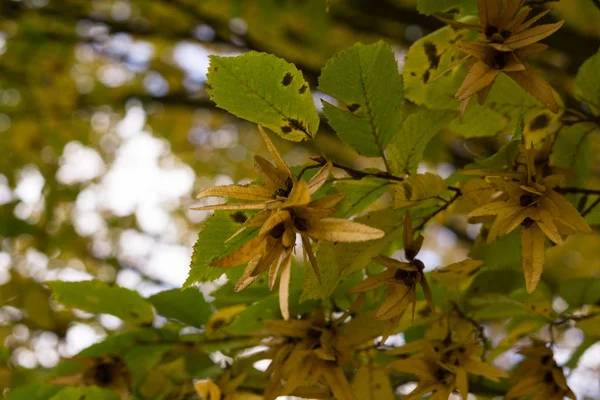 Πράσινα Και Φθινοπωρινά Κίτρινα Φύλλα Στο Δέντρο — Φωτογραφία Αρχείου