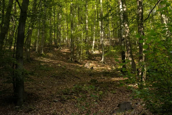 斯洛伐克森林中的秋季树木 — 图库照片