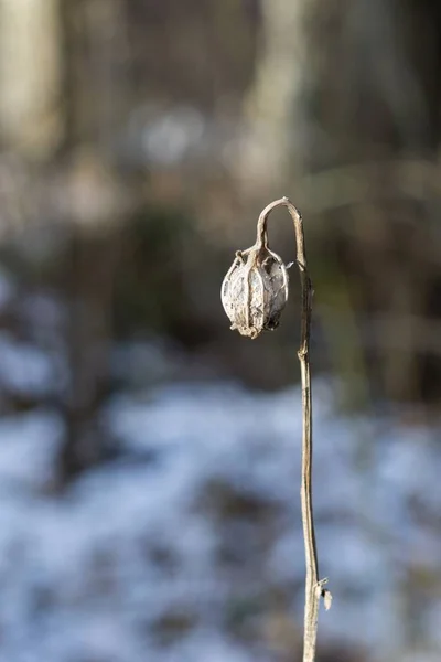 冬の間に雪と冷凍植物 スロバキア — ストック写真