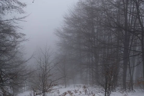 Árvores Inverno Floresta Eslováquia — Fotografia de Stock