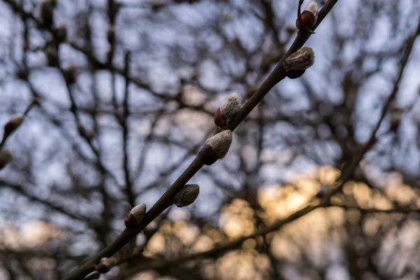 Floración Del Árbol Primavera Rama Del Sauce Con Las Almejas — Foto de Stock