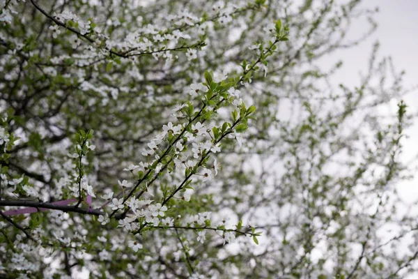 Árvore Primavera Com Flores Brancas — Fotografia de Stock