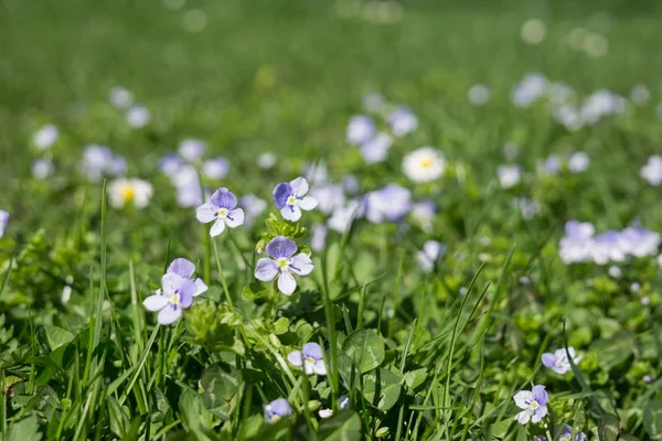 Belles Fleurs Plan Rapproché — Photo