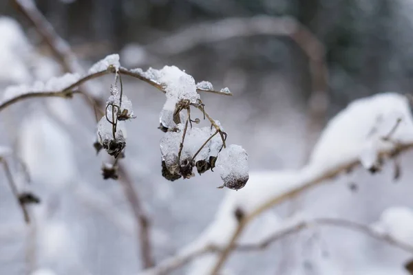 Árvores Inverno Floresta Eslováquia — Fotografia de Stock