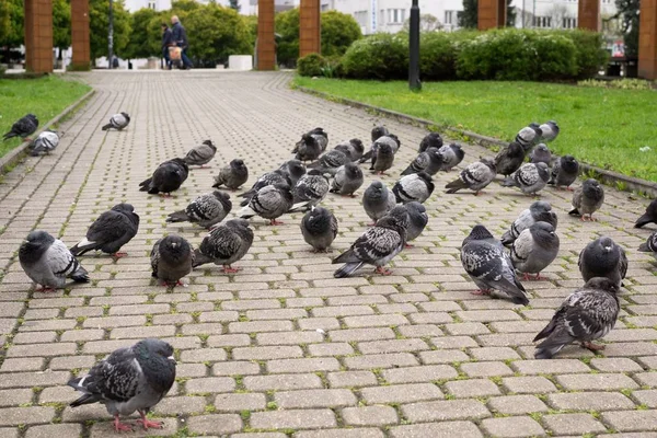 Pigeon Dans Parc Gros Plan — Photo