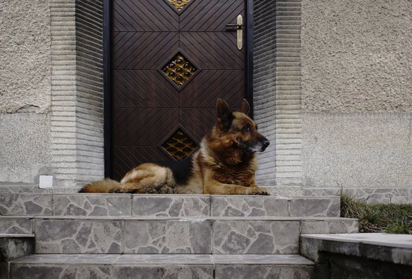 Hund Der Der Nähe Der Tür Lag Aus Nächster Nähe — Stockfoto