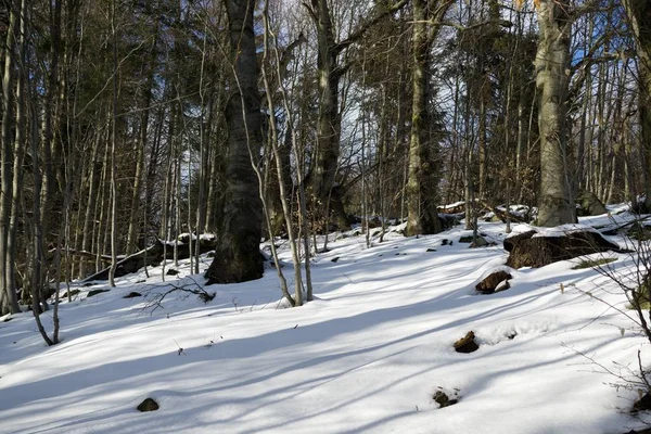 Nieve Invierno Bosque Día Disparo —  Fotos de Stock