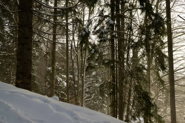 Nature covered in snow during deep winter. Slovakia