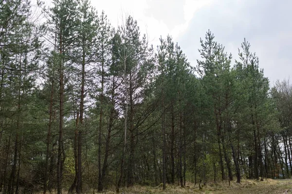 Őszi Fák Erdőben Szlovákia — Stock Fotó