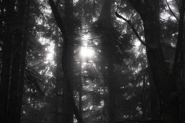 Tiro Floresta Durante Dia Eslováquia — Fotografia de Stock