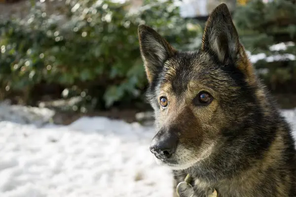 Cane Che Gioca Nel Cortile Invernale Primo Piano Colpo — Foto Stock